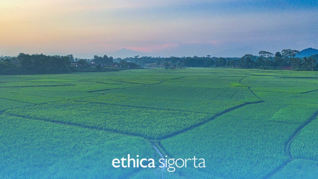 Zilliyet Tapu Nedir?